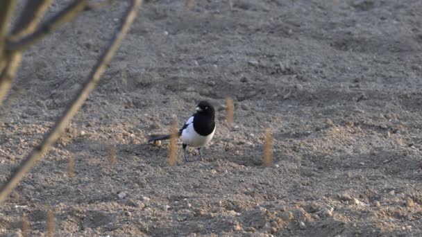 Eurasian Magpie Caută Mâncare Pământ Pica Pica — Videoclip de stoc