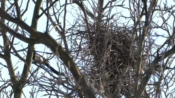 Eurasiatic Magpie Construi Cuib Copac Pica Pica — Videoclip de stoc