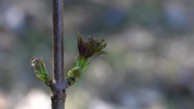 Kırmızı Mürver Yaprakları (Sambucus racemosa)