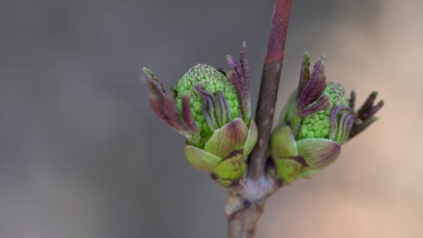 Foglie Sambuco Rosso Sambucus Racemosa — Video Stock