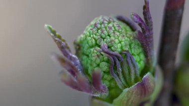Kırmızı Mürver Yaprakları (Sambucus racemosa)