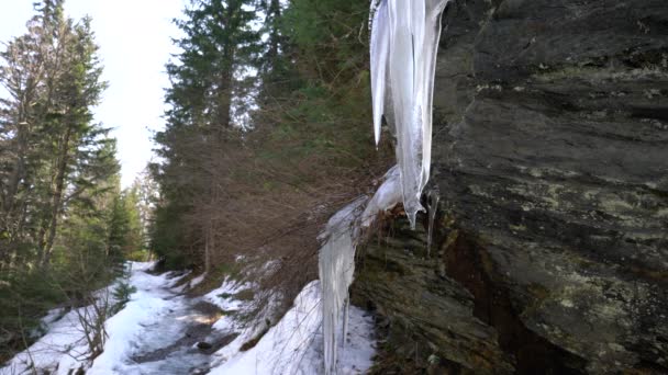 Winter Icicles Rocks Forest — Stock Video