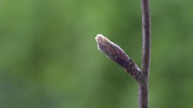 İlkbaharda Rowan tomurcuklanıyor (Sorbus aucuparia)