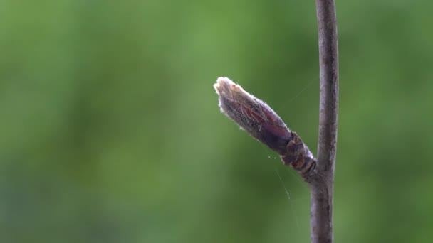 Rowan Brotando Primavera Sorbus Aucuparia — Vídeos de Stock