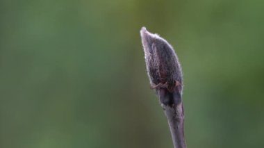 İlkbaharda Rowan tomurcuklanıyor (Sorbus aucuparia)