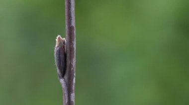 İlkbaharda Rowan tomurcuklanıyor (Sorbus aucuparia)