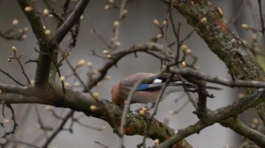 Avrasyalı Jay bir dalda yemek yer (Garrulus glandarius)