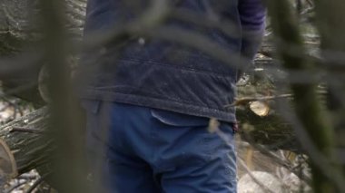 Bir oduncu kesilen ağacı parçalara ayırır.