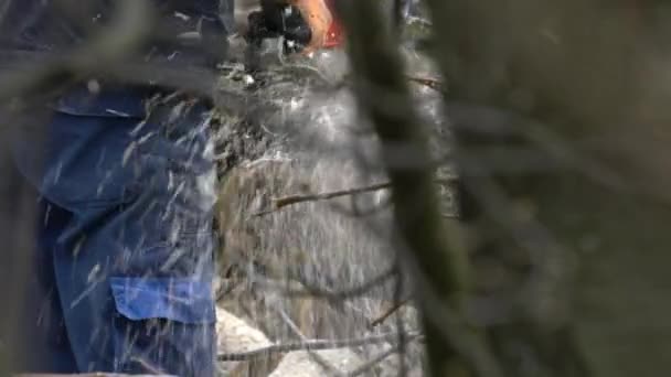 Bir Oduncu Kesilen Ağacı Parçalara Ayırır — Stok video