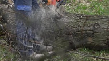  Oduncu kesilmiş ağacı parçalara ayırdı.