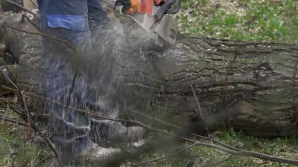 Ξυλοκόπος Κόβει Κομμένο Δέντρο Κομμάτια — Αρχείο Βίντεο