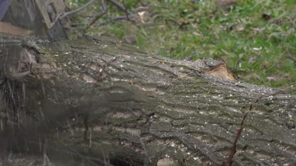 Skogshuggare Hugger Det Avhuggna Trädet Bitar — Stockvideo