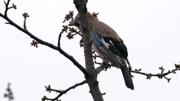 Euraziatische Jay Waakt Zorgvuldig Boom Garrulus Glandarius — Stockvideo