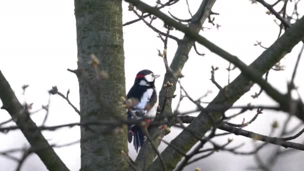 Wielki Dzięcioł Plamisty Zegarki Drzewie Mężczyzna Dendrocopos Major — Wideo stockowe