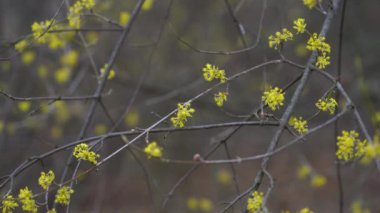 Avrupa Kornelinin hafif esintide açan dalları (Cornus mas)