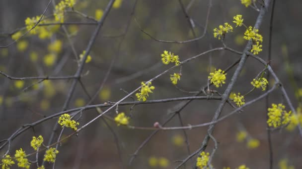 Rama Floreciente Cornel Europeo Ligera Brisa Cornus Mas — Vídeos de Stock