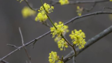 Hafif meltemde açan Avrupa Korneli (Cornus mas)
