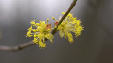 Hafif meltemde açan Avrupa Korneli (Cornus mas)