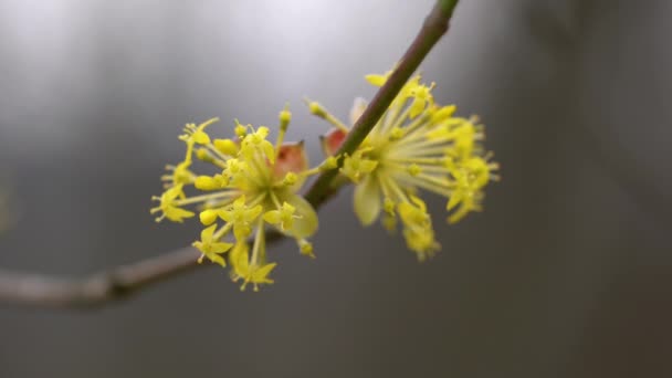 微風にヨーロッパのコーネルを開花させる Cornus Mas — ストック動画