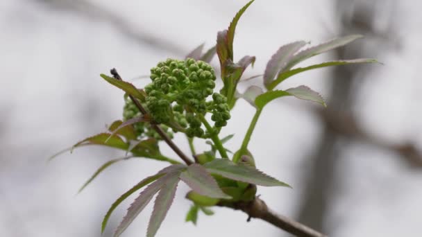 Fioritura Sambuco Rosso Sambucus Racemosa — Video Stock