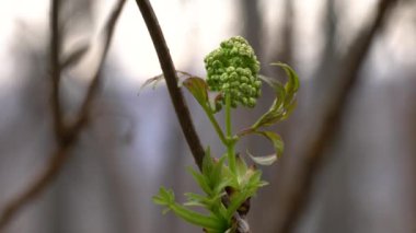 Kırmızı Mürver Çiçeği (Sambucus Racemosa)
