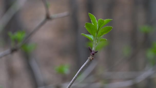 Sambuco Nero Iniziare Fogliare Sambucus Nigra — Video Stock