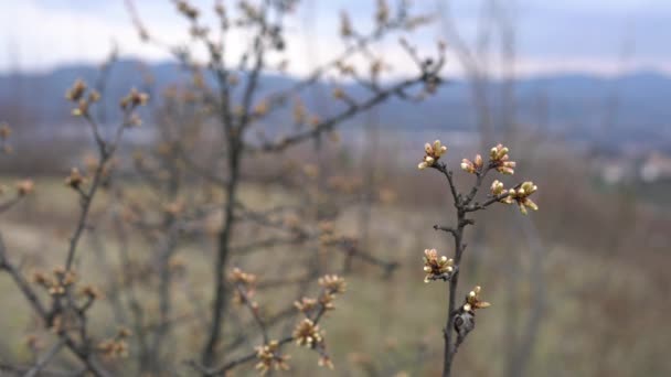 開花の黒とげの始まり Prunus Spinosa — ストック動画