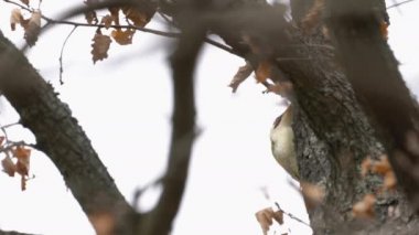 Ağaçta Avrupa Yeşil Ağaçkakanı, erkek (Picus viridis)