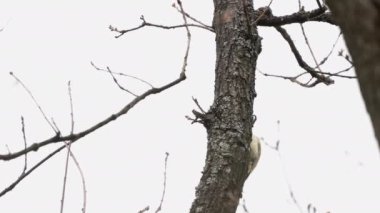 Ağaçta Avrupa Yeşil Ağaçkakanı, erkek (Picus viridis)