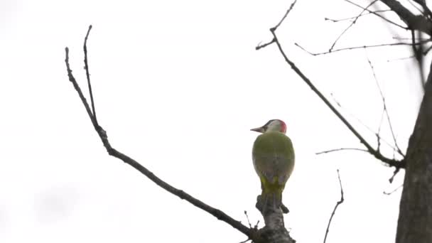 Pica Pau Verde Europeu Árvore Macho Picus Viridis — Vídeo de Stock