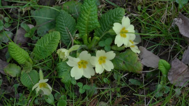 Pierwiosnek Naturalnym Otoczeniu Primula Vulgaris — Wideo stockowe
