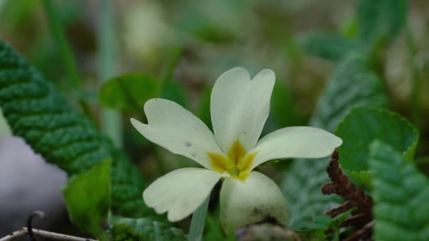 Onagra Ambiente Natural Primula Vulgaris — Vídeos de Stock