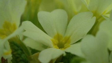 Primrose in natural ambient (Primula vulgaris)
