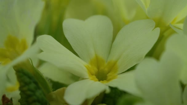 Primrose Φυσικό Περιβάλλον Primula Vulgaris — Αρχείο Βίντεο