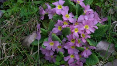 Primrose in natural ambient (Primula vulgaris)
