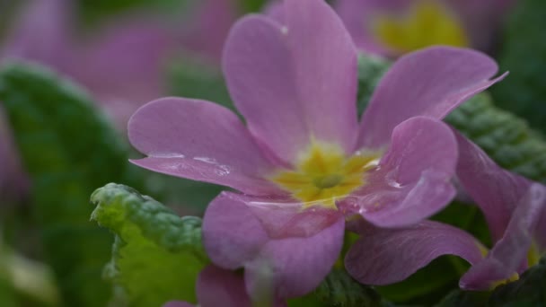 Примула Природному Середовищі Prrimula Vulgaris — стокове відео