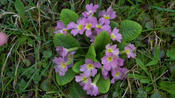 Pierwiosnek Naturalnym Otoczeniu Primula Vulgaris — Wideo stockowe