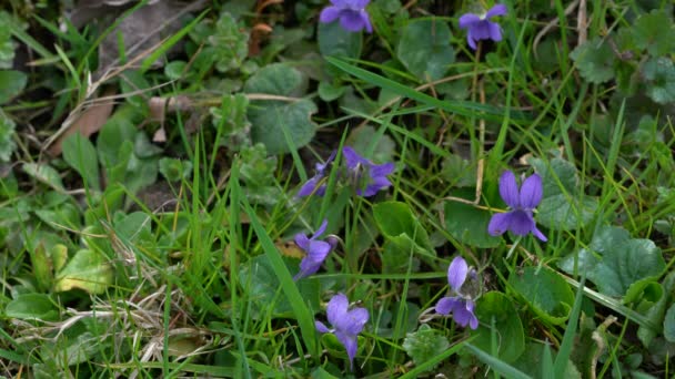 Doğal Ortamda Vahşi Violet Viola Papilionacea — Stok video