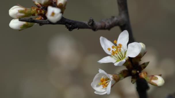 Blackthorn Beginning Flowering Prunus Spinosa — Stock Video