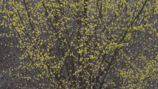 微風にヨーロッパのコーネルを開花させる Cornus Mas — ストック動画