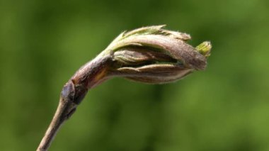 Baharda çiçek açan Rowan (Sorbus Aucuparia)