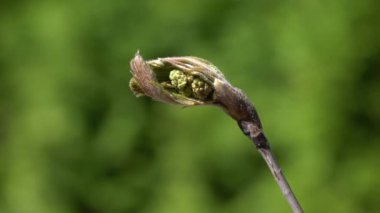 Baharda çiçek açan Rowan (Sorbus Aucuparia)