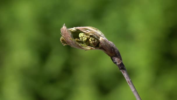 Kvetoucí Iris Jaře Sorbus Aucuparia — Stock video