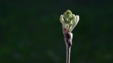 Baharda çiçek açan Rowan (Sorbus Aucuparia)