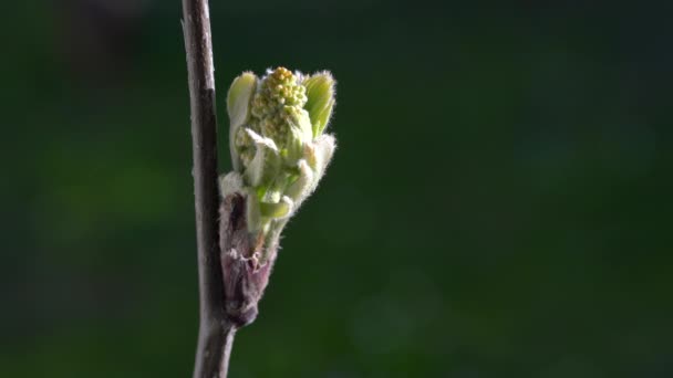 Floración Rowan Primavera Sorbus Aucuparia — Vídeo de stock