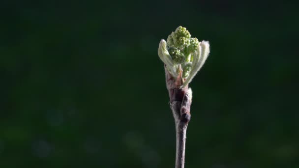 Blühende Eberesche Frühling Sorbus Aucuparia — Stockvideo