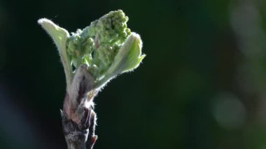 Baharda çiçek açan Rowan (Sorbus Aucuparia)