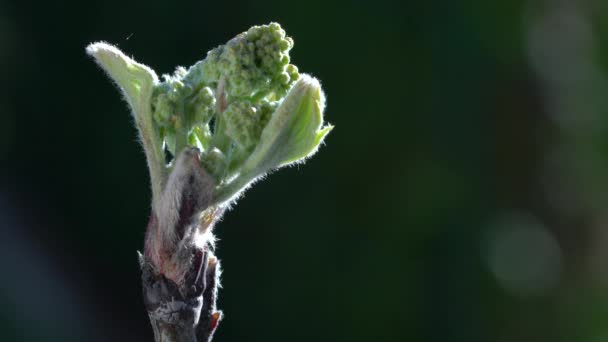 Fioritura Rowan Primavera Sorbus Aucuparia — Video Stock