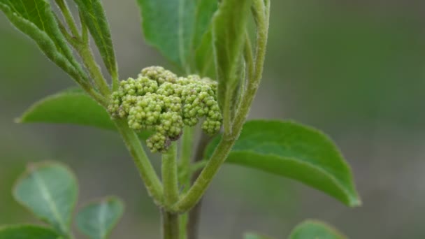 Flor Negro Viejo Primavera Sambucus Nigra — Vídeos de Stock