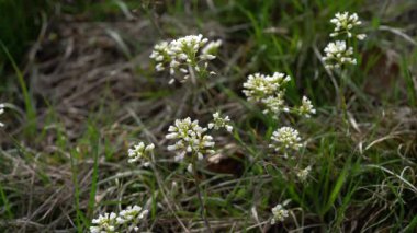 Hafif esintide Alp Pennycress (Thlaspi caerulescens)